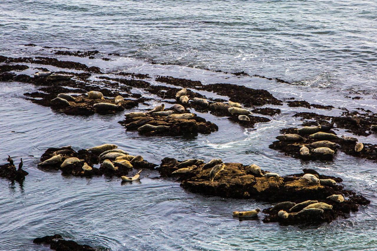 Luxury Beachfront Penthouse Walk To The Beach Restaurants Entertainment Half Moon Bay Kültér fotó